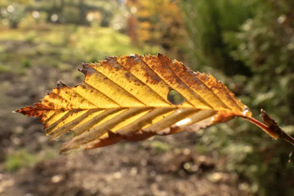 20241112-Beukenblad_MAC0318