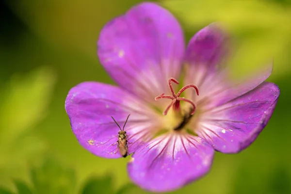 20250802-bloem_beest-MAC0132