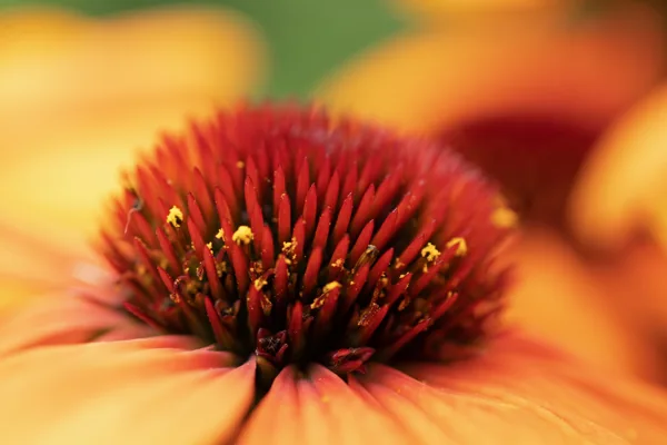 20250815-bloem_MAC1713