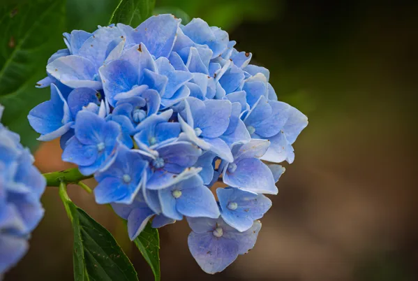 20260713-FS-hortensia-