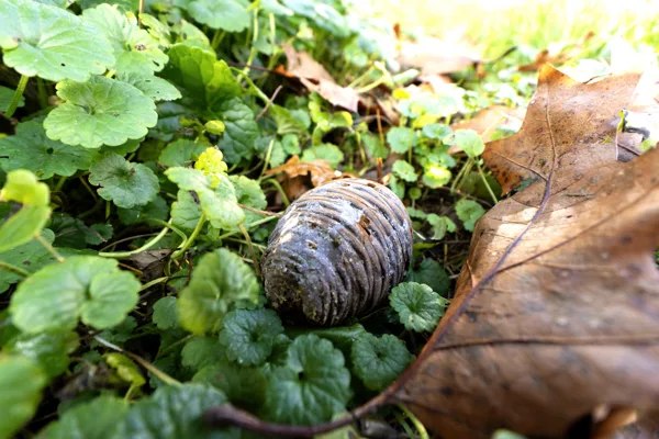 20241112-Denneappel_MAC0305