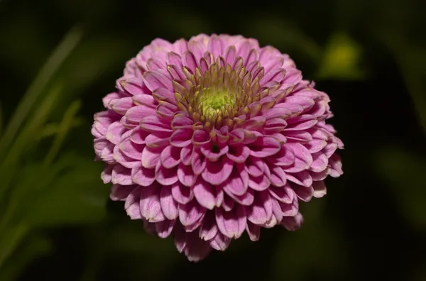 20241018-FS-mac1219-mac1222