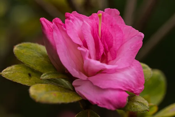 20260510-Bloemen-MAC00347