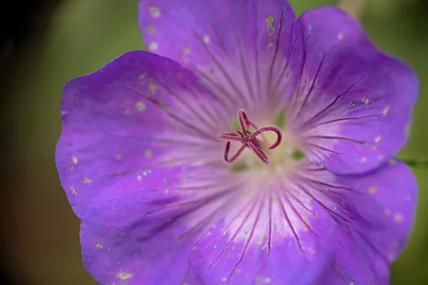 20241014-paarse-bloem_MAC0489