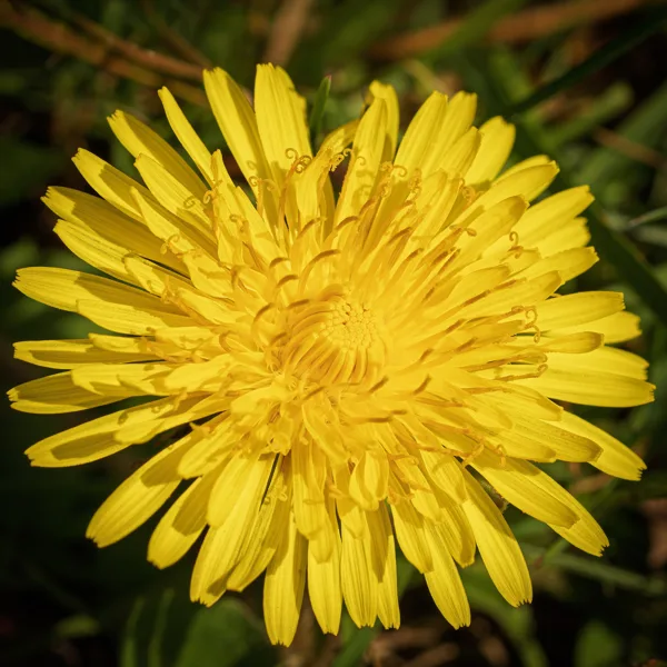 20260414-paardebloem-MAC00014-1