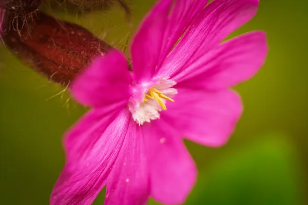 20260503-Bloemen-MAC00003