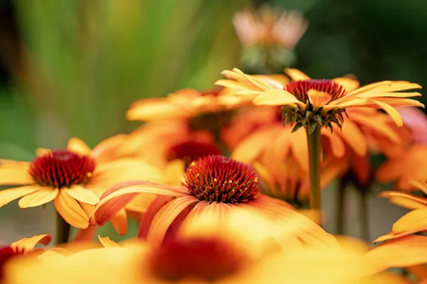 20250815-bloemen_MAC1801