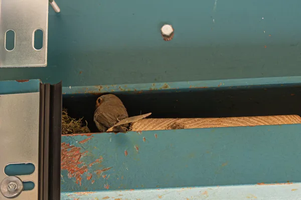 20260426-roodborstje-MAC00040-1