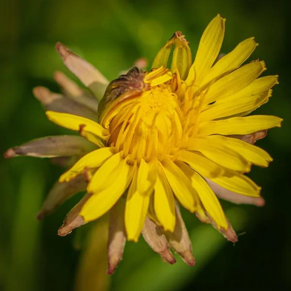 20260414-paardebloem-MAC00080-1