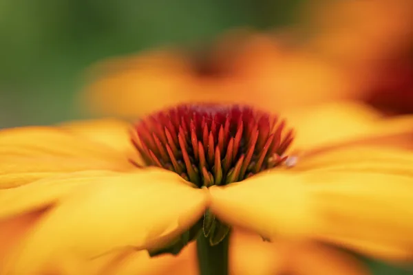 20250815-bloem_MAC1738