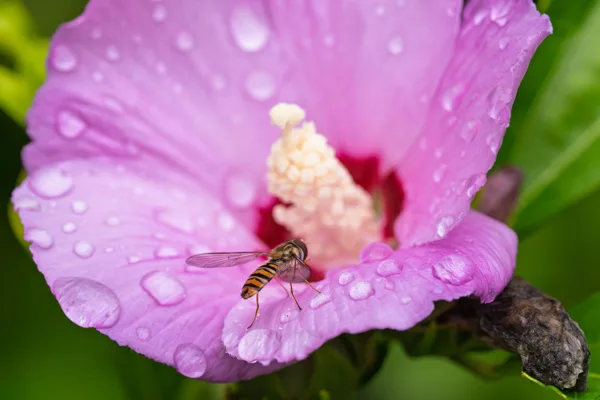 20260819-Hibiscus-vlieg-MAC00551-