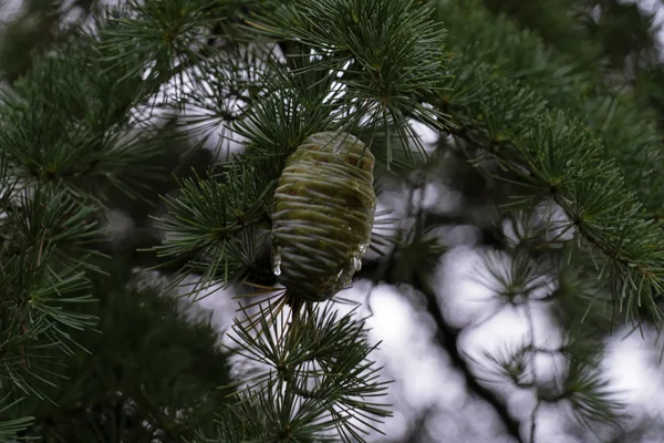 20250810-Denneappel_MAC0670