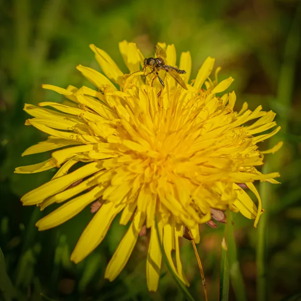 20260414-steekvlieg-paardebloem-MAC00070-1
