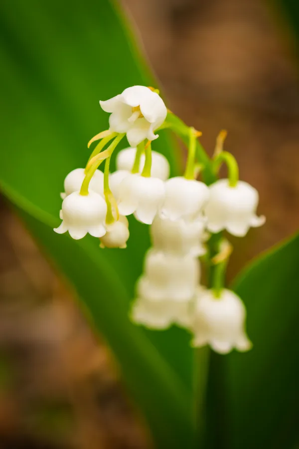 20260503-Bloemen-MAC00151
