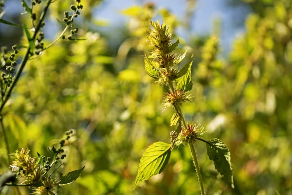 20250811-onkruid_MAC1198