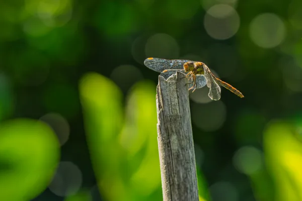 20260829-Libelle-100macro1-MAC00216