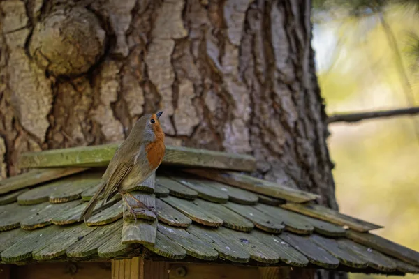 20260423-roodborstje-MAC01480-1