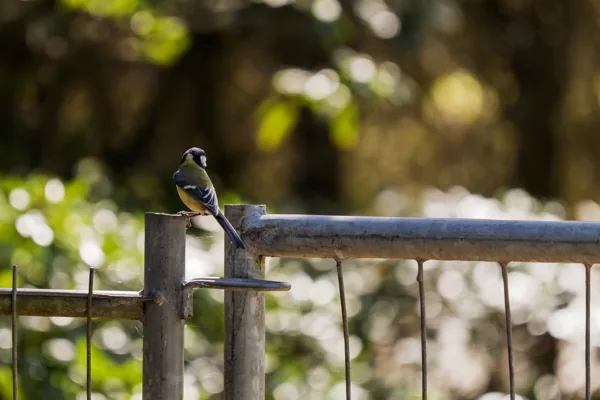 20260426-meesje-MAC00233-1