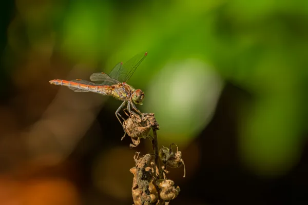20260829-Libelle-100macro1-MAC00431-1