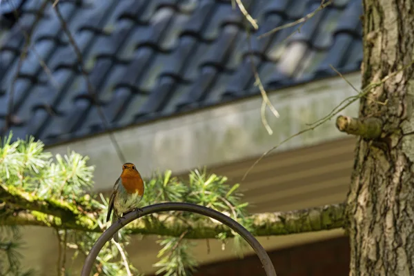 20260421-roodborstje-MAC00127-1