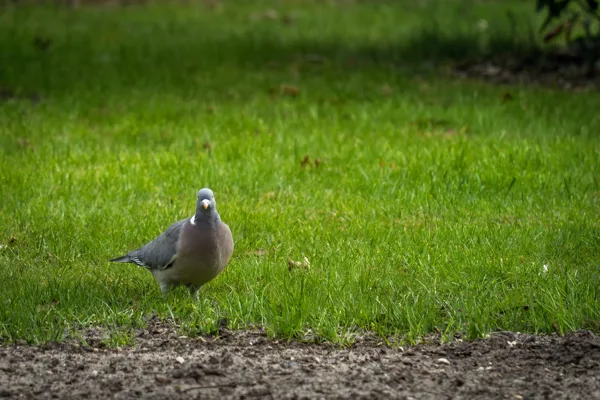 20260405-Duif-MAC00017-1