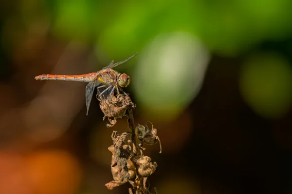 20260829-Libelle-100macro1-MAC00362-1