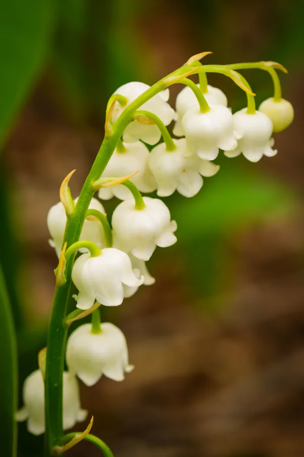 20260503-Bloemen-MAC00137