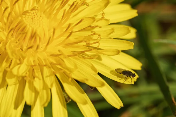 20260414-steekvlieg-paardebloem-MAC00019-1