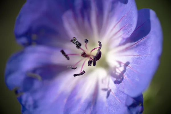 20240924-Bloem_MAC1243