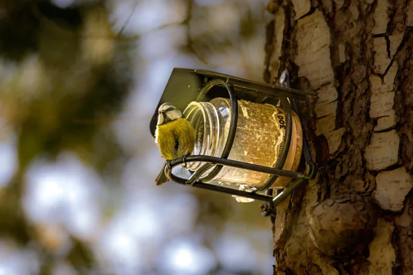 20260315-Meesje-MAC00055