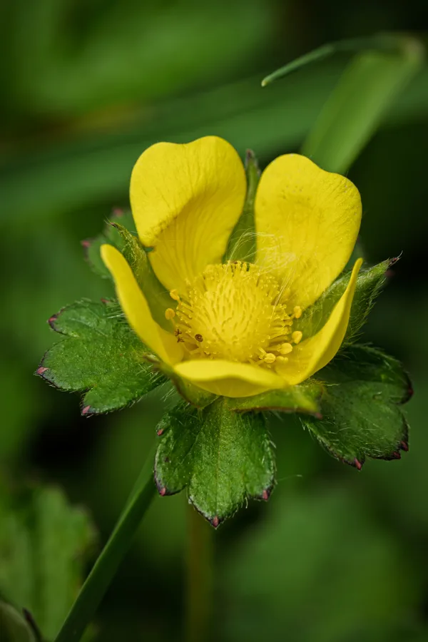 20260418-gele-bloem-MAC00535-1