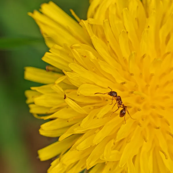 20260418-mier-paardebloem-MAC00213