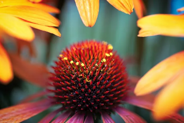 20250815-bloemen_MAC1756a