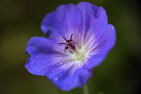 20240925-Bloem_MAC1341