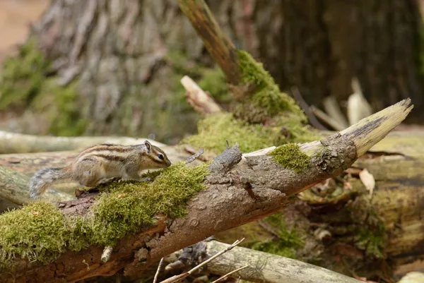 Siberische Grondeekhoorn