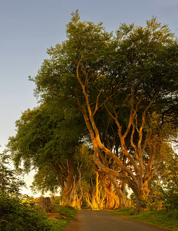 Dark Hedges