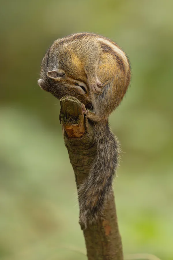 Siberische grondeekhoorn