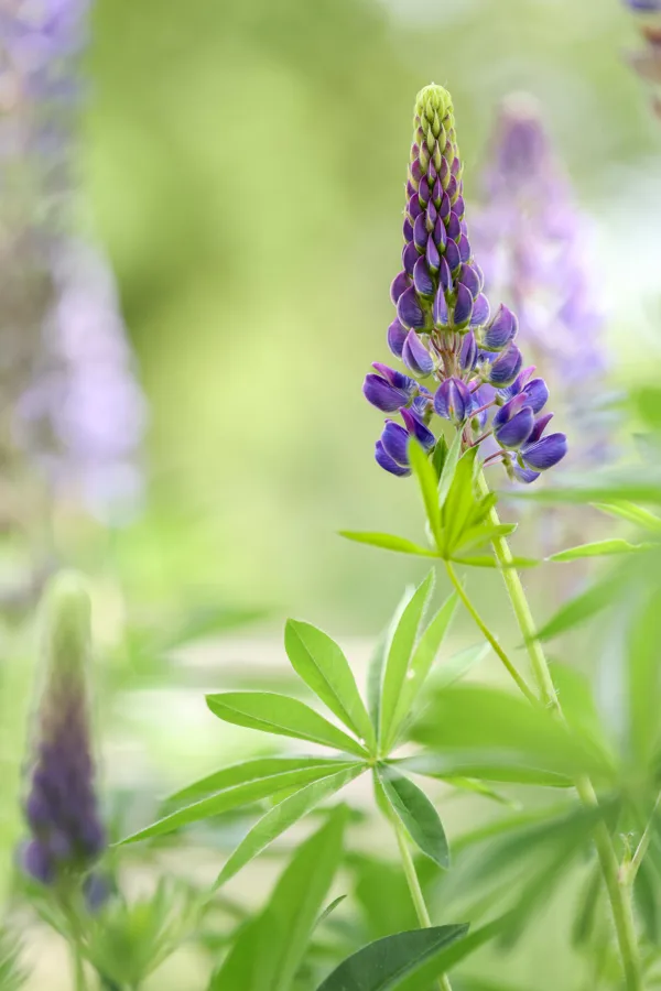 Lupine