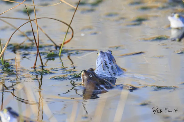 heikikker (Engbertsdijksvenen)