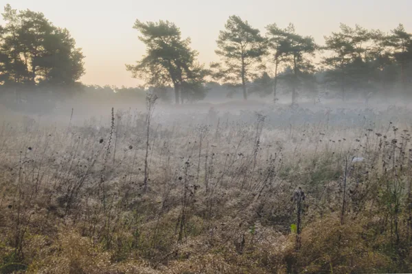 boshut Veluwe Meerveld - Geurt Besselink