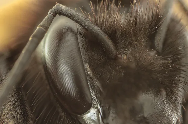 Ultra macro