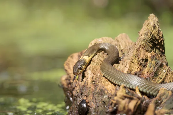 boshut Veluwe Meerveld - Geurt Besselink