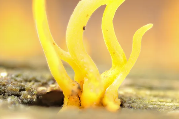Ultra macro