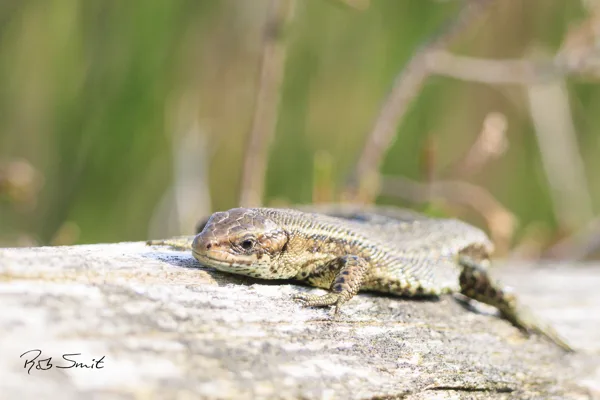 levendbarende hagedis (Rijsserberg - 2e heide)