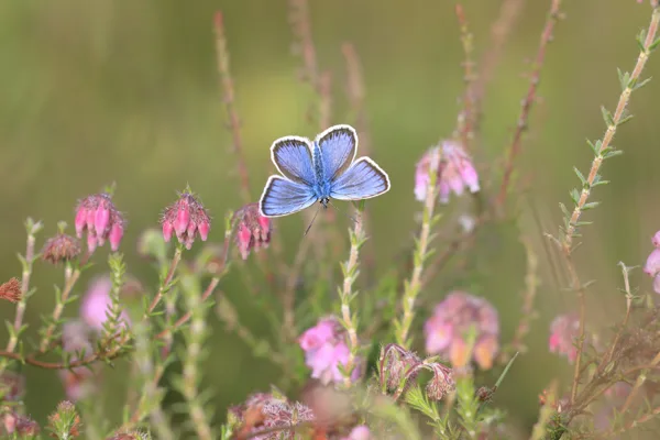 Insecten