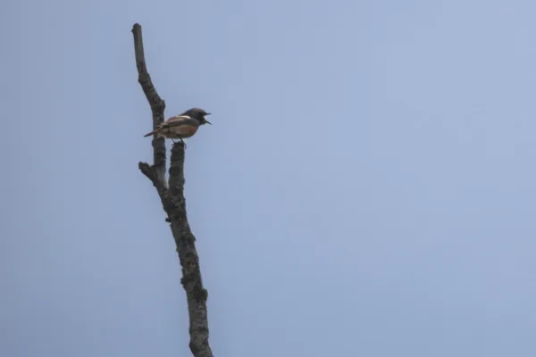 Sallandse heuvelrug en Zunasche heide