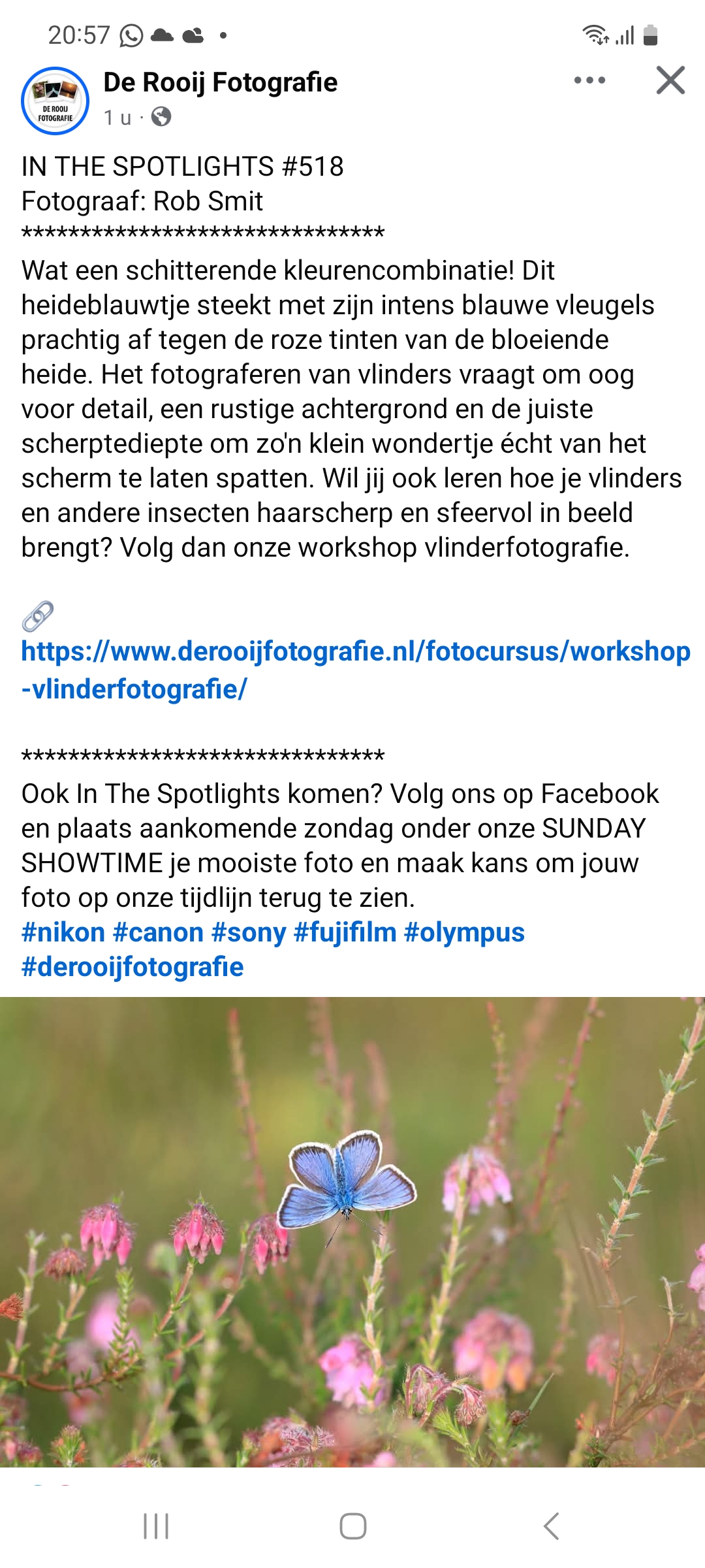 in the spotlight heideblauwtje juni26