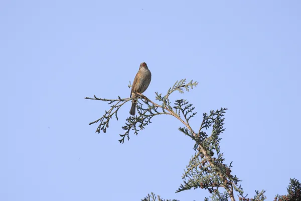 heggenmus