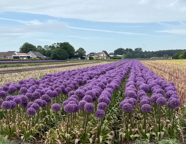 Egmond-Binnen
