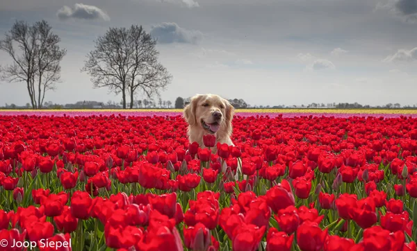 2015 05 04_3128_bewerkt-1